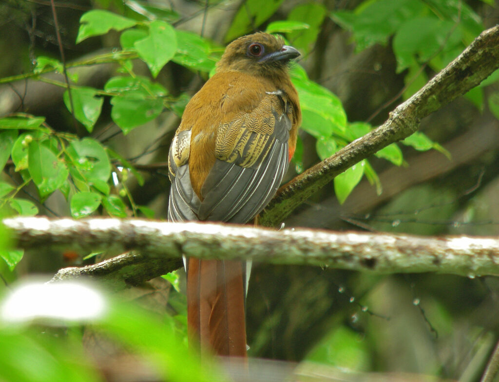 Red-headed Trogon, identification