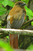 Red-headed Trogon