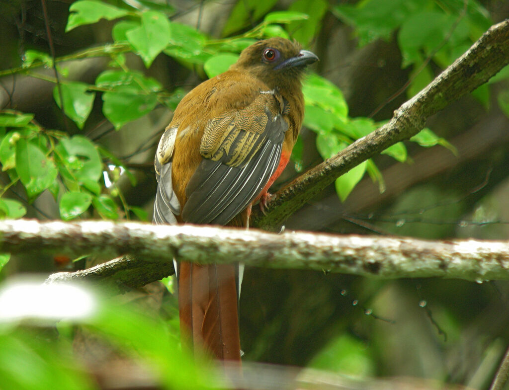 Red-headed Trogon, identification