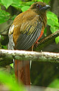 Red-headed Trogon