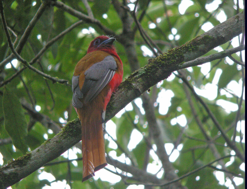 Red-headed Trogon male