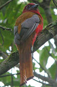 Red-headed Trogon