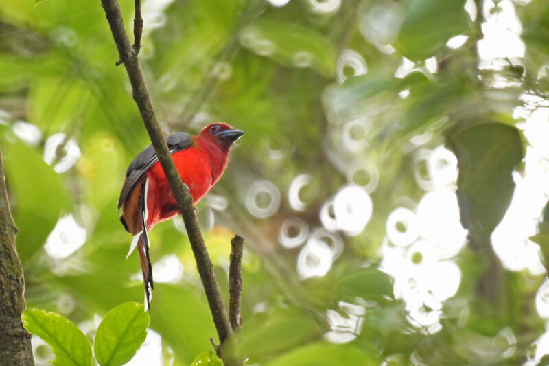 Trogon à tête rouge