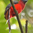 Trogon à tête rouge