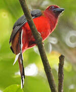 Red-headed Trogon