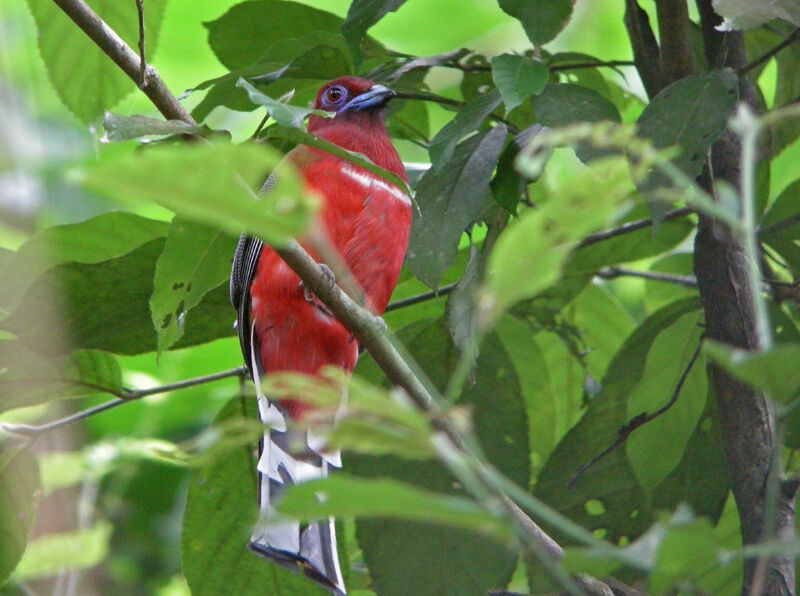 Trogon à tête rouge