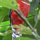 Trogon à tête rouge