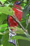 Trogon à tête rouge