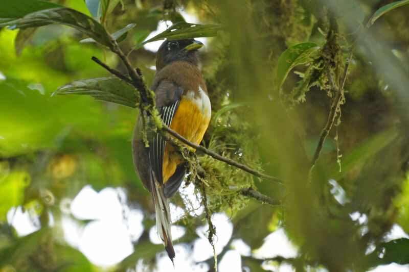 Trogon à ventre orange femelle