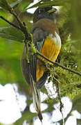 Collared Trogon (aurantiiventris)