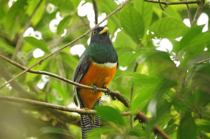 Trogon à ventre orange mâle