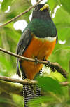 Trogon à ventre orange