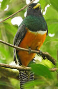 Trogon à ventre orange