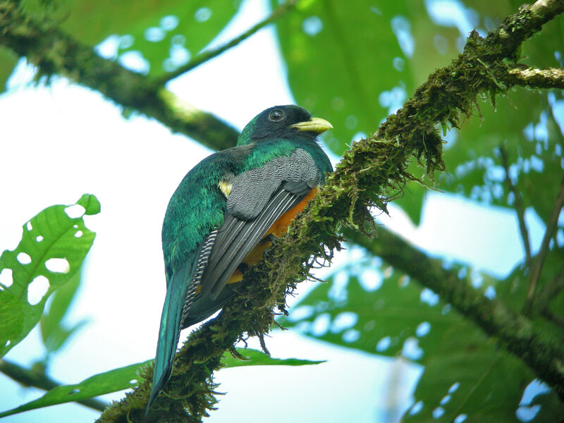 Collared Trogon (aurantiiventris) male