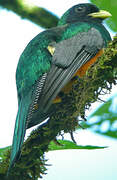 Trogon à ventre orange