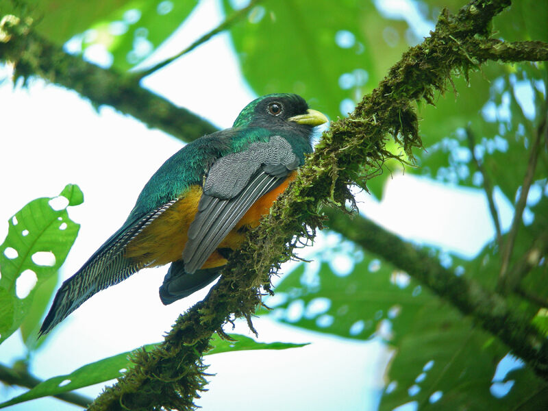 Trogon à ventre orange mâle