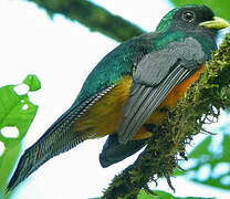 Collared Trogon (aurantiiventris)