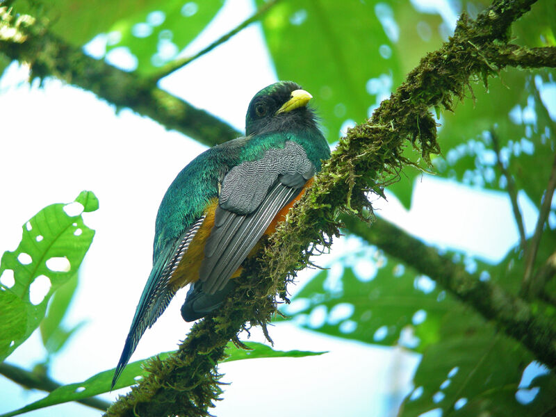 Trogon à ventre orange mâle