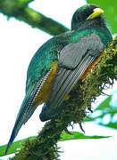 Trogon à ventre orange