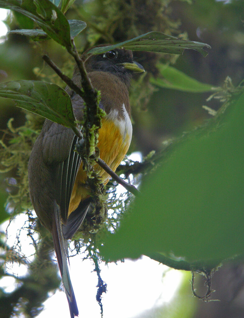 Trogon à ventre orange femelle