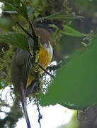 Collared Trogon (aurantiiventris)