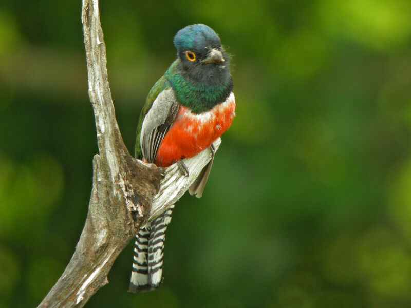 Trogon couroucou