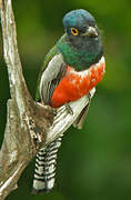 Blue-crowned Trogon