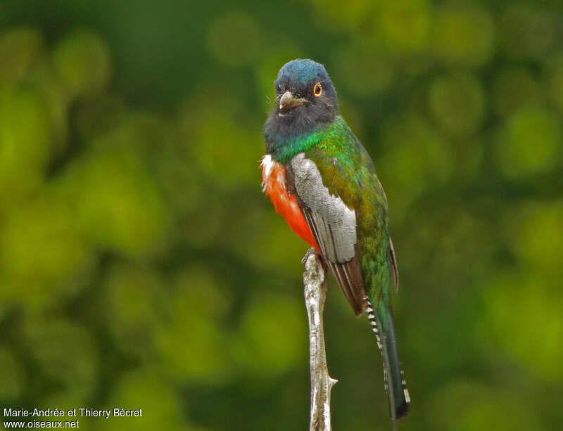 Trogon couroucou mâle adulte, identification