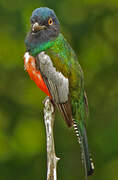 Blue-crowned Trogon