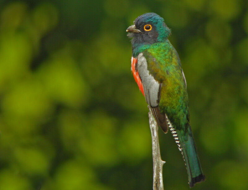 Blue-crowned Trogon