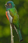 Blue-crowned Trogon