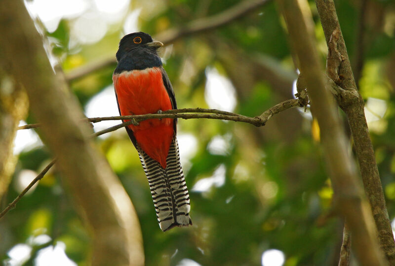 Blue-crowned Trogon