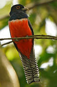 Blue-crowned Trogon