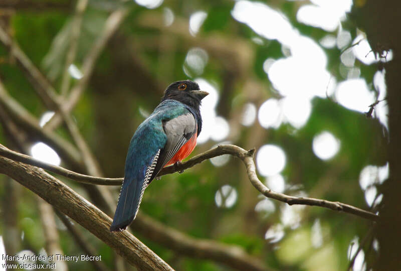 Trogon couroucou mâle adulte, pigmentation