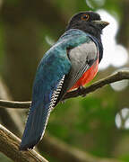 Blue-crowned Trogon