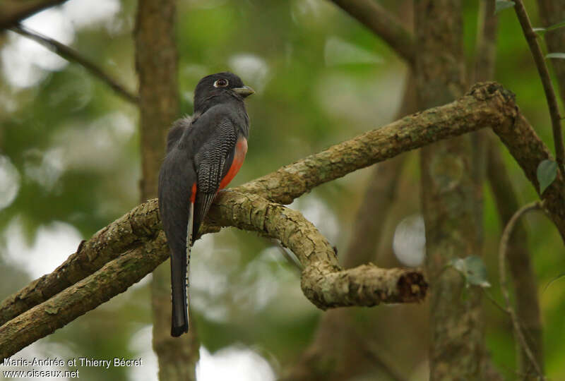 Blue-crowned Trogon female adult, identification