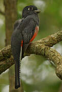 Blue-crowned Trogon