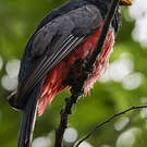 Trogon d'Équateur