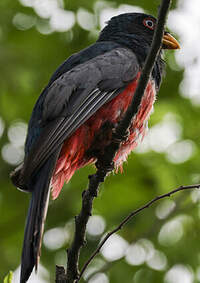 Trogon d'Équateur