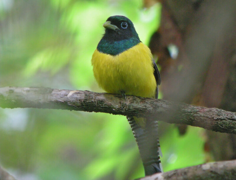 Trogon de Cabanis