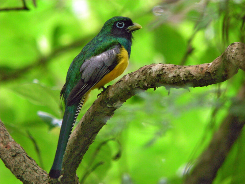 Trogon de Cabanis mâle adulte, identification