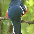 Trogon de Cuba