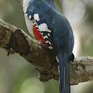 Trogon de Cuba