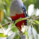 Trogon de Cuba