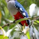 Trogon de Cuba