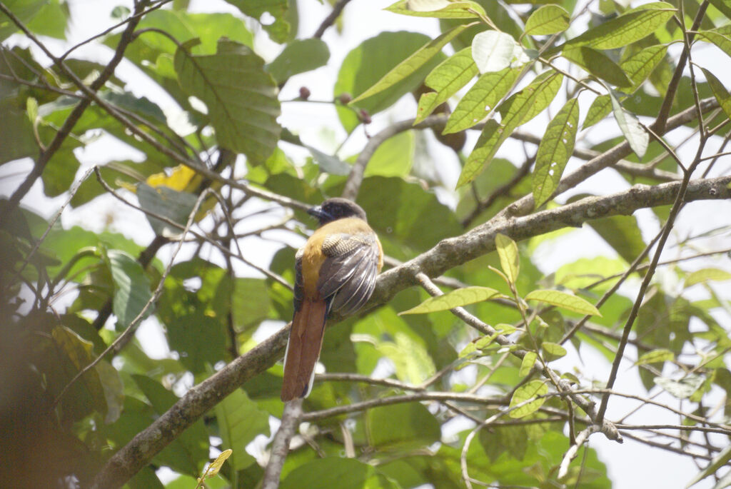 Trogon de Malabar