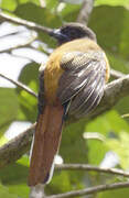 Trogon de Malabar