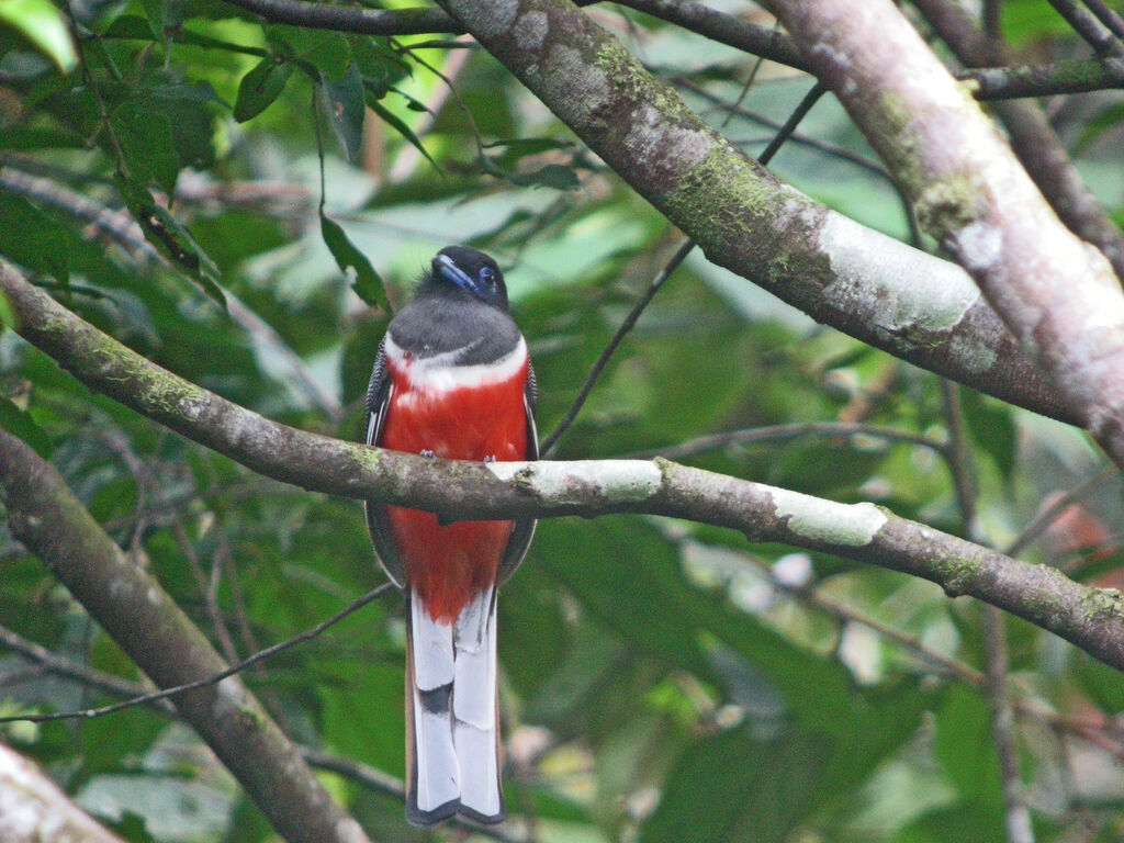 Malabar Trogon