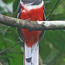 Trogon de Malabar