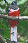 Trogon de Malabar